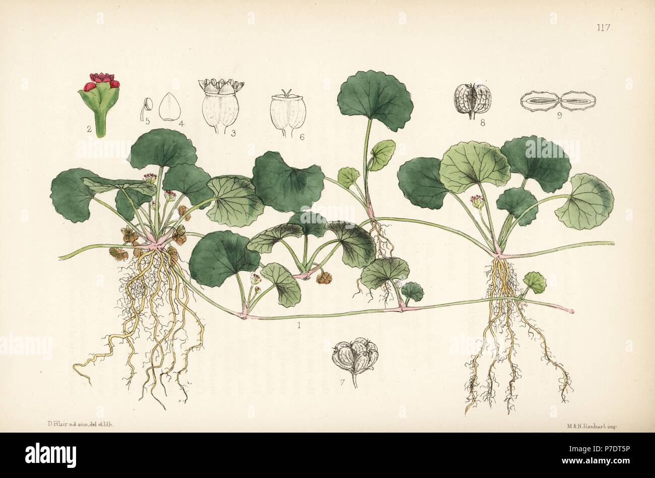 Centella, indische Pennywort oder Gotu Kola, Centella asiatica (Hydrocotyle asiatica). Papierkörbe Lithographie von Hanhart nach einem botanischen Abbildung von David Blair von Robert Bentley und Henry Trimen von Heilpflanzen, London, 1880. Stockfoto