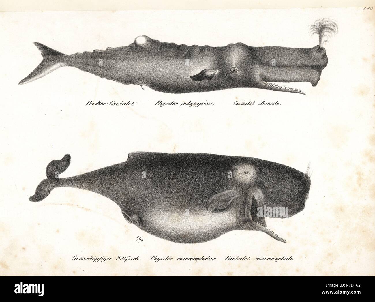 Pottwal Physeter macrocephalus oder cachalot, (Physeter polycyphus). Verwundbar. Von Karl Joseph Brodtmann von Heinrich Rudolf Schinz illustrierte Naturgeschichte der Menschen und der Tiere, 1836 Lithographie. Stockfoto