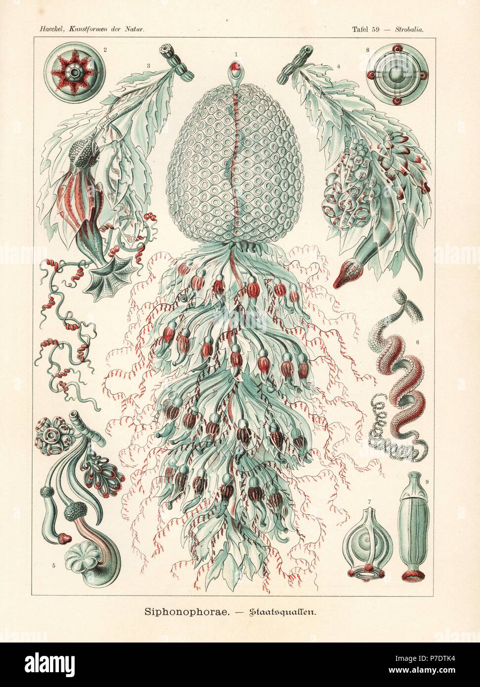 Siphonophora Quallen Kolonie. Forskalia Arten (Strobalia Kuppel), Kolonie, Gas Blase, Polyp, Medusa, Tentakel, etc.. Farblitho von Adolf Glitsch von einer Abbildung von Ernst Haeckel von Kunstformen in der Natur, Kunstformen der Natur, Liepzig, Deutschland, 1904. Stockfoto