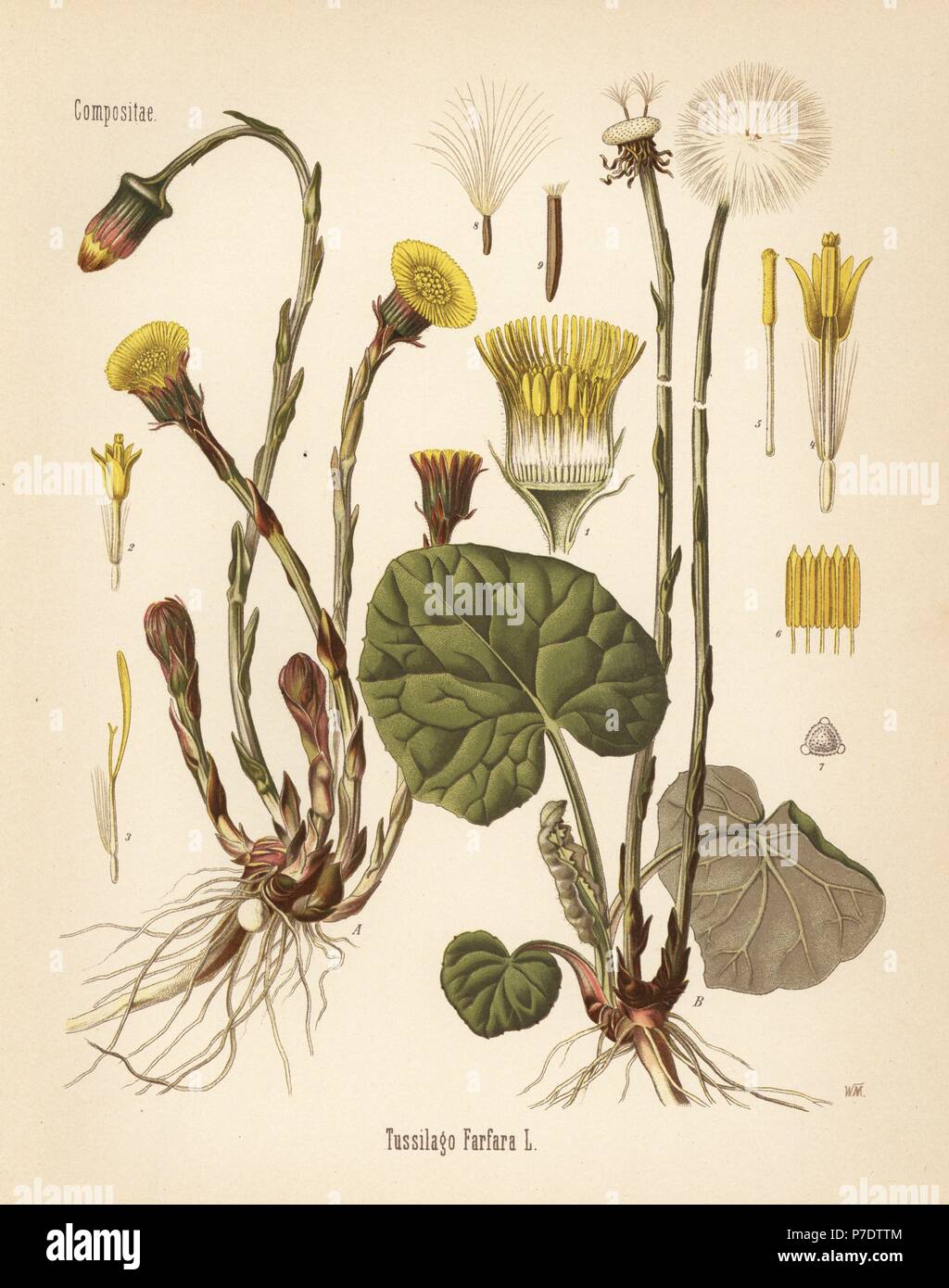 Huflattich, Tussilago Farfara. Farblitho nach eine botanische Illustration von Hermann Adolph Koehler Heilpflanzen, herausgegeben von Gustav Pabst, Köhler, Deutschland, 1887. Stockfoto