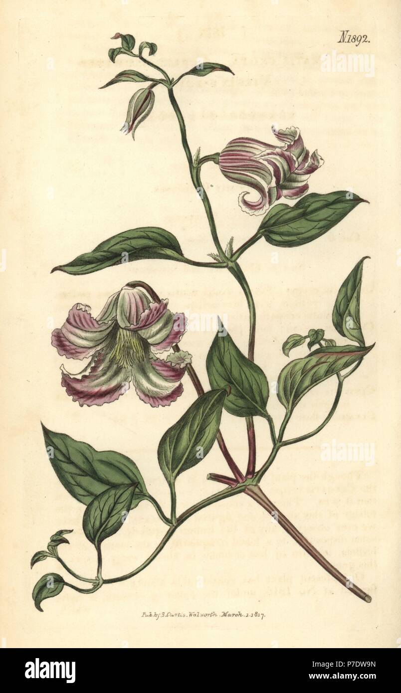 Gewellte Blüten von Virgin Bower, Clematis crispa. Papierkörbe botanischen Gravur von John Sims Curtis's Botanical Magazine, Couchman, London, 1816. Stockfoto