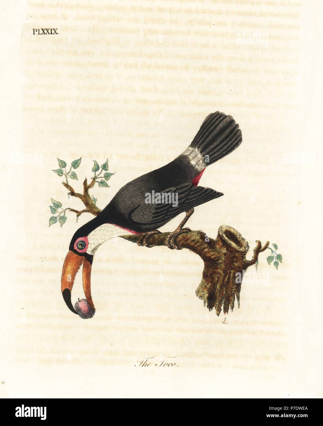 Toco Toucan, Ramphastos toco. Papierkörbe Kupferplatte gezeichnet und von John Latham aus seiner eigenen eine allgemeine Geschichte der Vögel, Winchester, 1822 eingraviert. Stockfoto