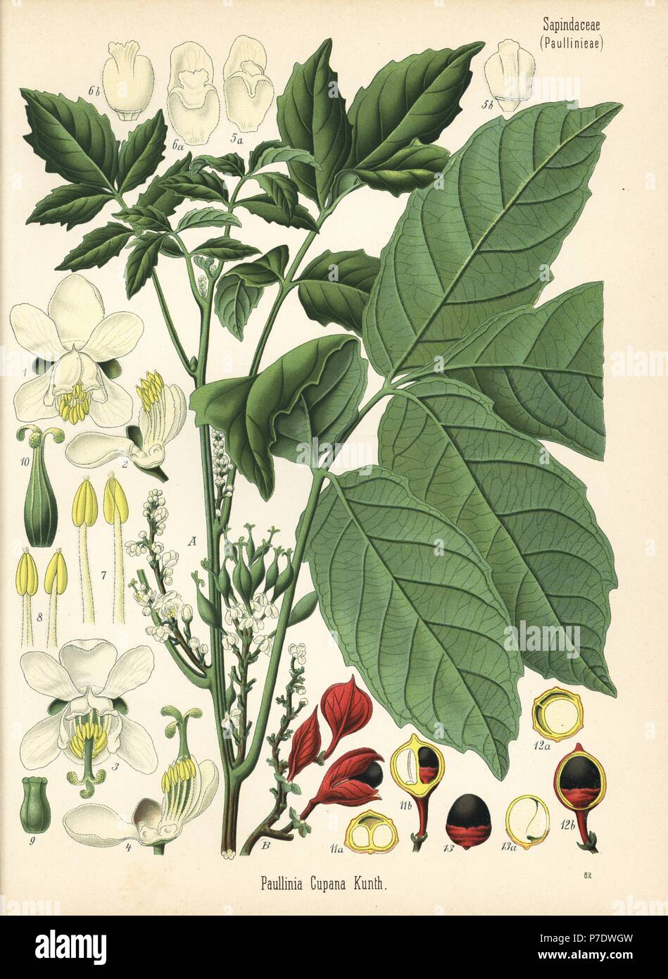 Guarana, Paullinia Cupana. Farblitho nach eine botanische Illustration von Hermann Adolph Koehler Heilpflanzen, herausgegeben von Gustav Pabst, Köhler, Deutschland, 1887. Stockfoto