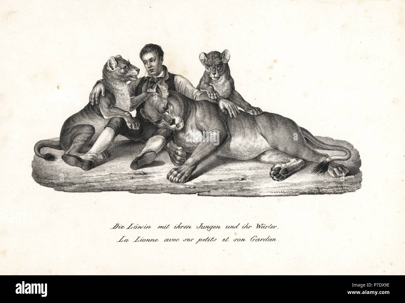 Löwin und Jungen mit Trainer, Panthera leo. Von Karl Joseph Brodtmann von Heinrich Rudolf Schinz illustrierte Naturgeschichte der Menschen und der Tiere, 1836 Lithographie. Stockfoto