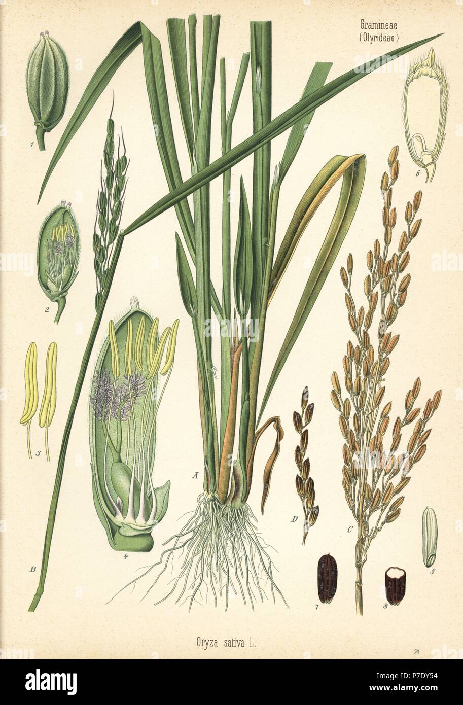 Reis, Oryza Sativa. Chromolithograph nach einem botanischen Abbildung von Heilpflanzen Hermann Adolph von Koehler, von Gustav Pabst, Koehler, Deutschland, 1887 bearbeitet werden. Stockfoto