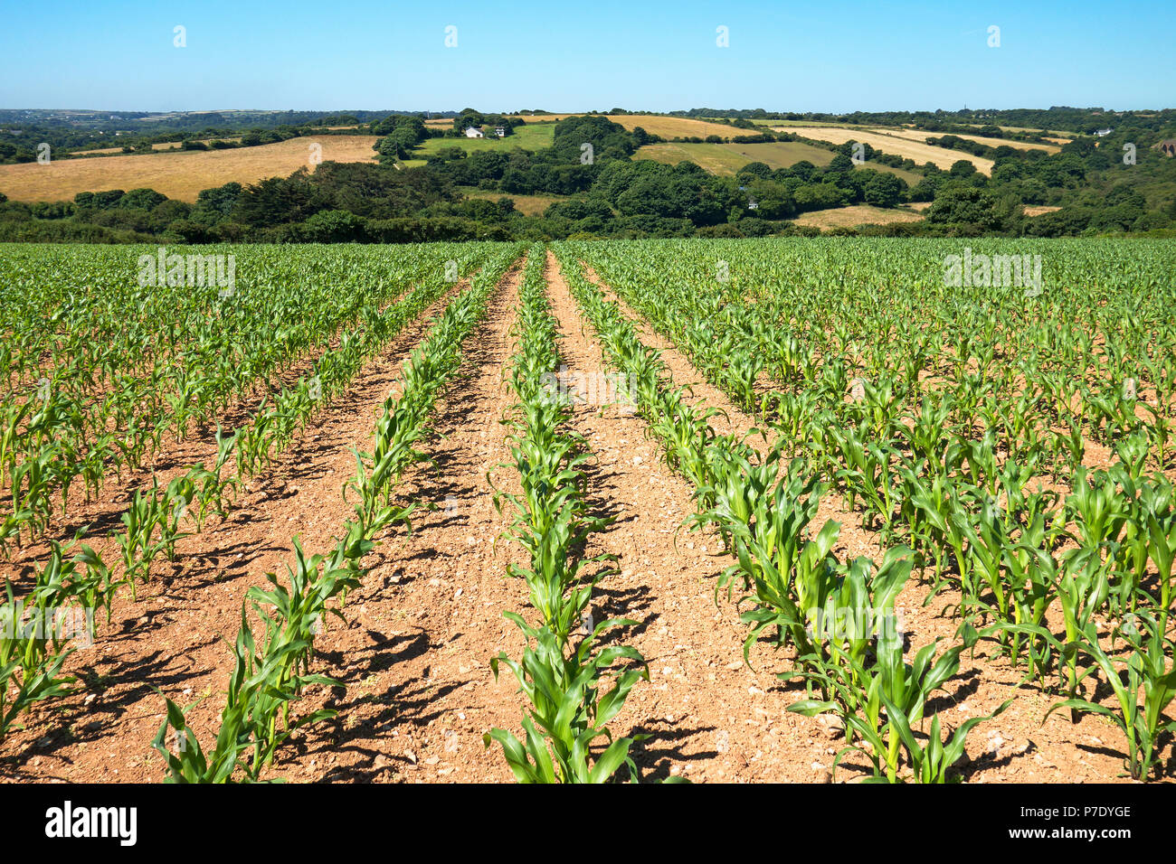 Junge mais Bestandes in Cornwall, England, Großbritannien. Stockfoto