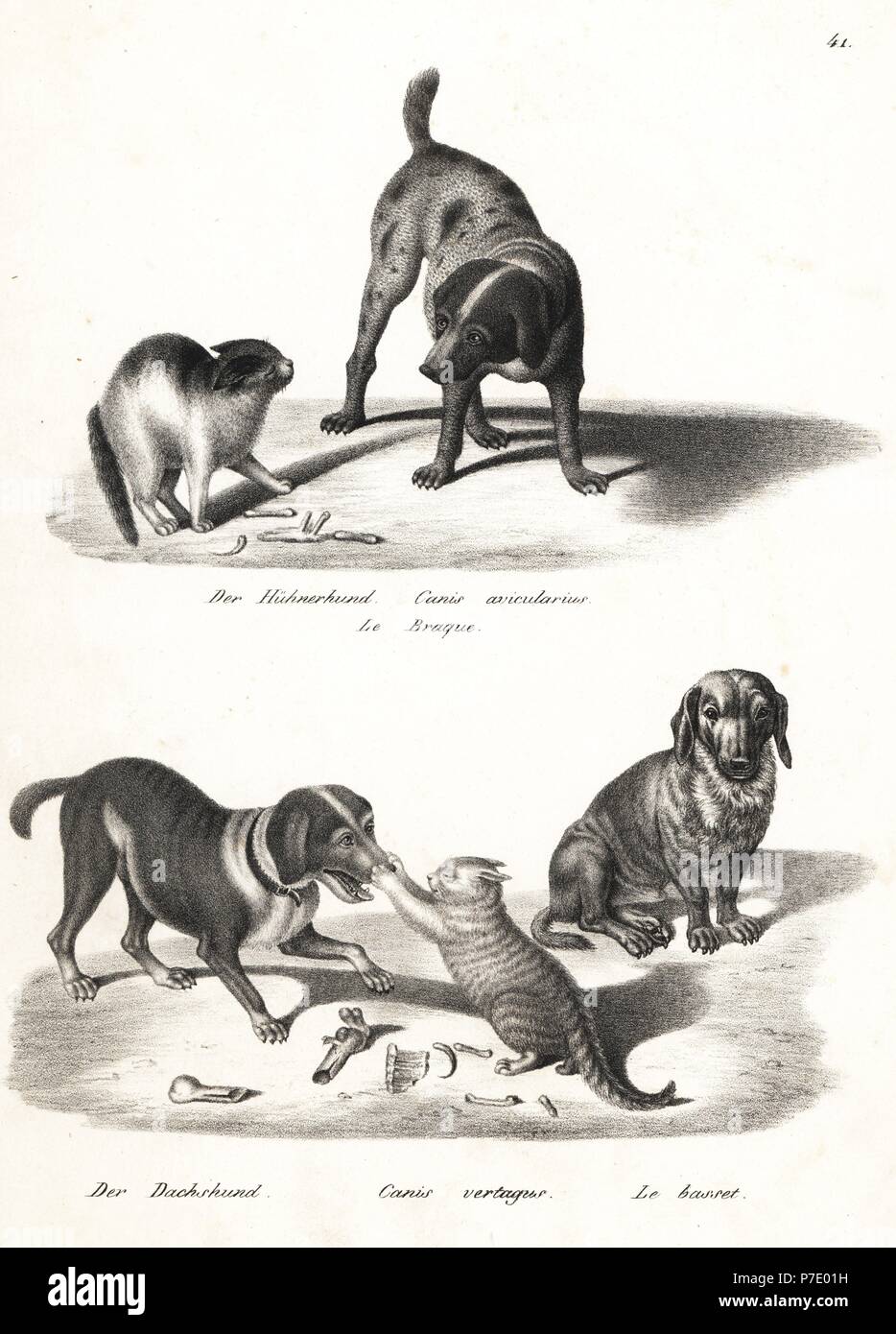 Zeiger, Canis avicularius, Dackel, Canis vertagus und Basset Hound, alle Rassen von Canis Lupus Familiaris. Von Karl Joseph Brodtmann von Heinrich Rudolf Schinz illustrierte Naturgeschichte der Menschen und der Tiere, 1836 Lithographie. Stockfoto