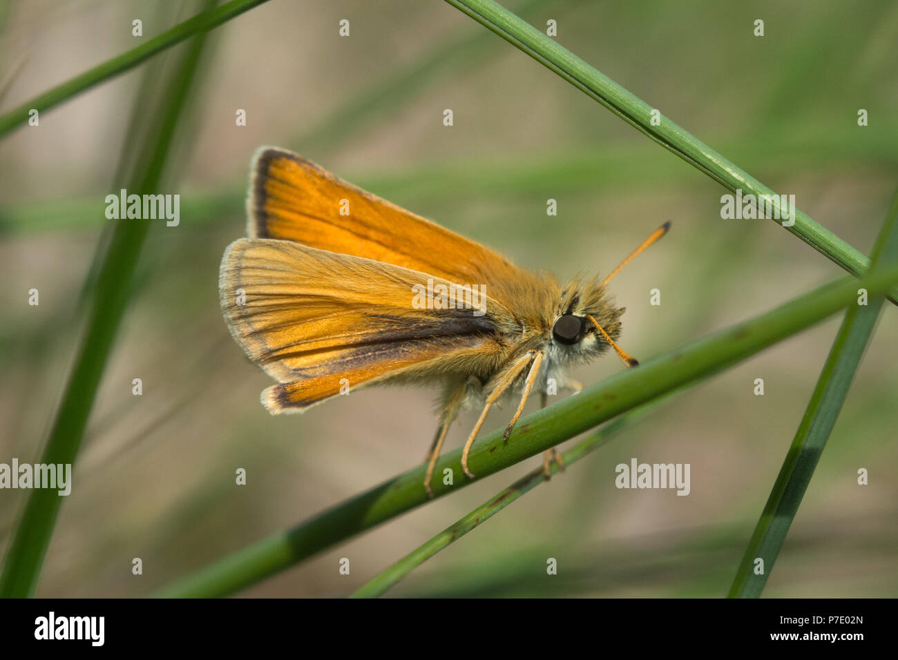 Essex skipper Schmetterling (Thymelicus Lineola) Stockfoto