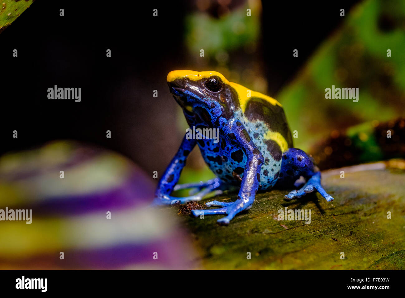 Das Färben dart Frog, Tinc (ein Spitzname durch die in der Hobby dart Frösche zu halten), oder färben Pfeilgiftfrosch (Dendrobates tinctorius) ist eine Art Stockfoto