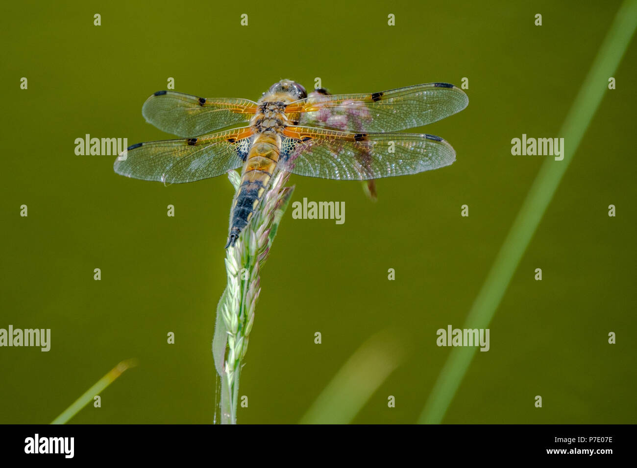 Libelle auf einem Reed Stammzellen im Arboretum in Aubonne, Schweiz fotografiert. Stockfoto