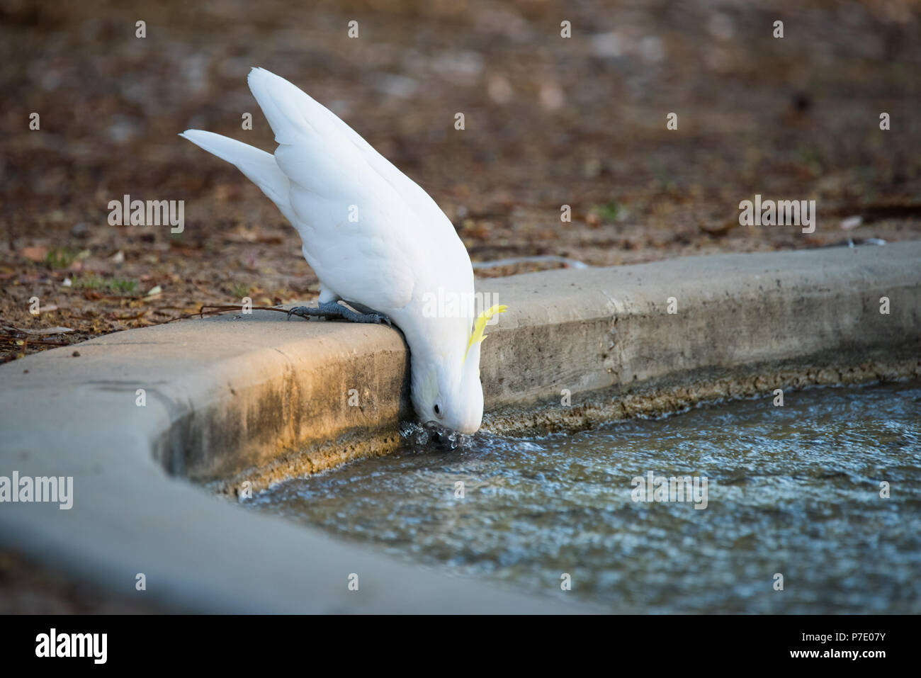 Ein Schwefel-Crested cockatoo hat ein Getränk von einer künstlichen Bewässerungskanal an einem heißen Tag in Thorndon Park Reserve in Adelaide, South Australia. Stockfoto