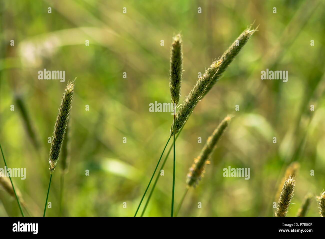 Makro der blühenden Grass in einem warmen Frühling Sonne Licht. Foto in Delft, Die Niederlande Stockfoto