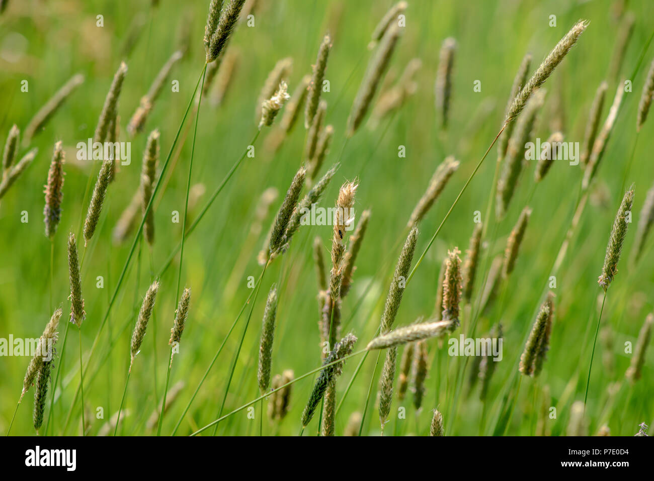 Makro der blühenden Grass in einem warmen Frühling Sonne Licht. Foto in Delft, Die Niederlande Stockfoto
