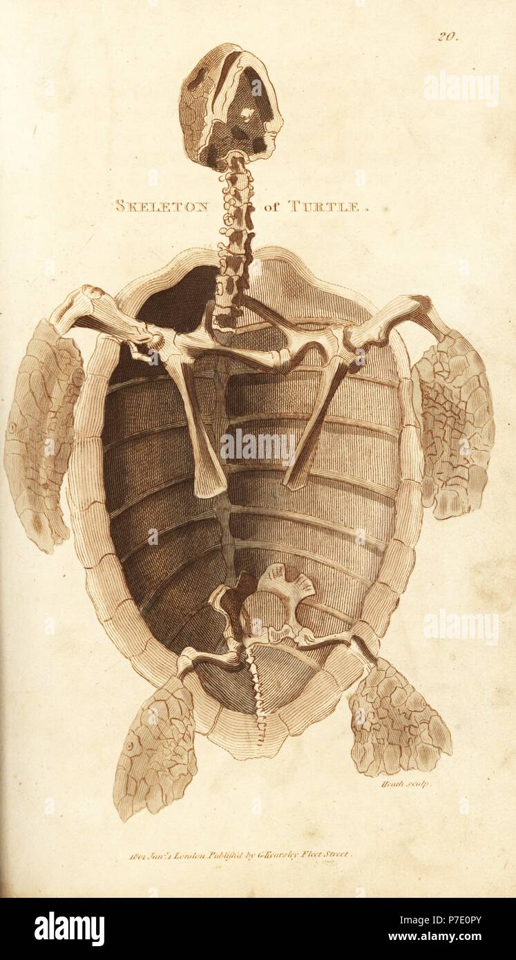 Skelett einer Schildkröte. Handkoloriert Kupferstich von Heath nach einer Illustration von George Shaw aus seine allgemeine Zoologie, Amphibien, London, 1801. Stockfoto