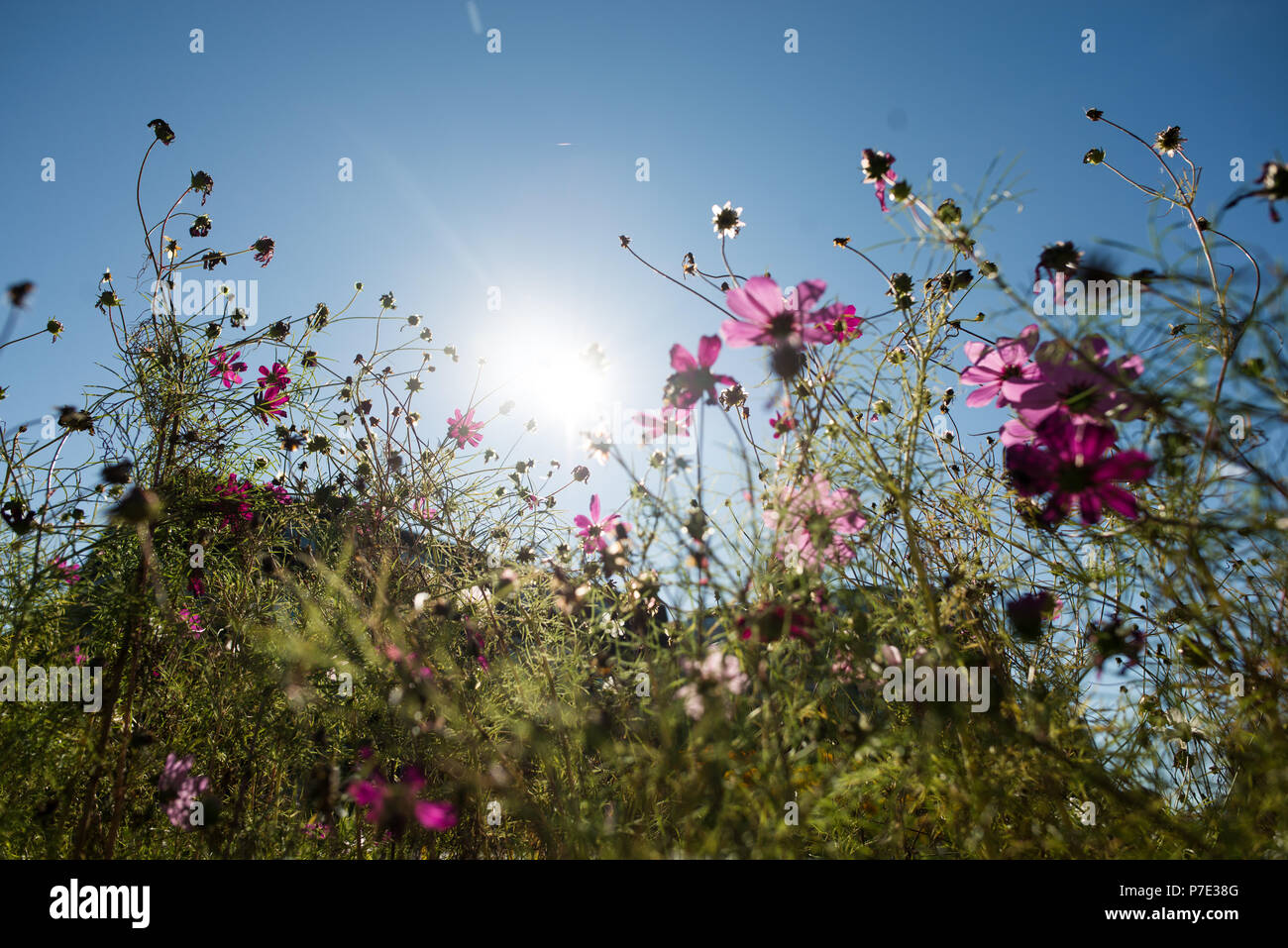 Wilde Blumen an einem sonnigen Tag Stockfoto