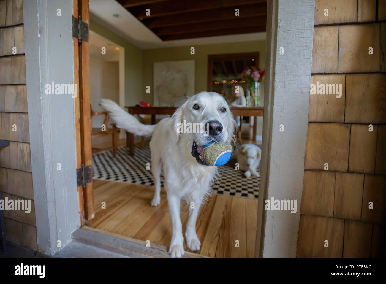 Portrait von Hund mit Tennis ball Stockfoto