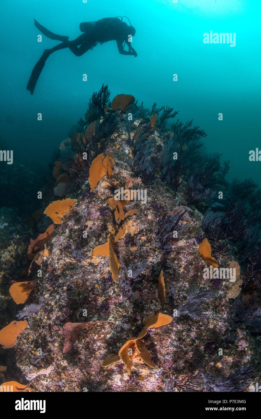 Taucher schwimmen oben Coral Reef, Puerto Vallarta, Jalisco, Mexiko Stockfoto