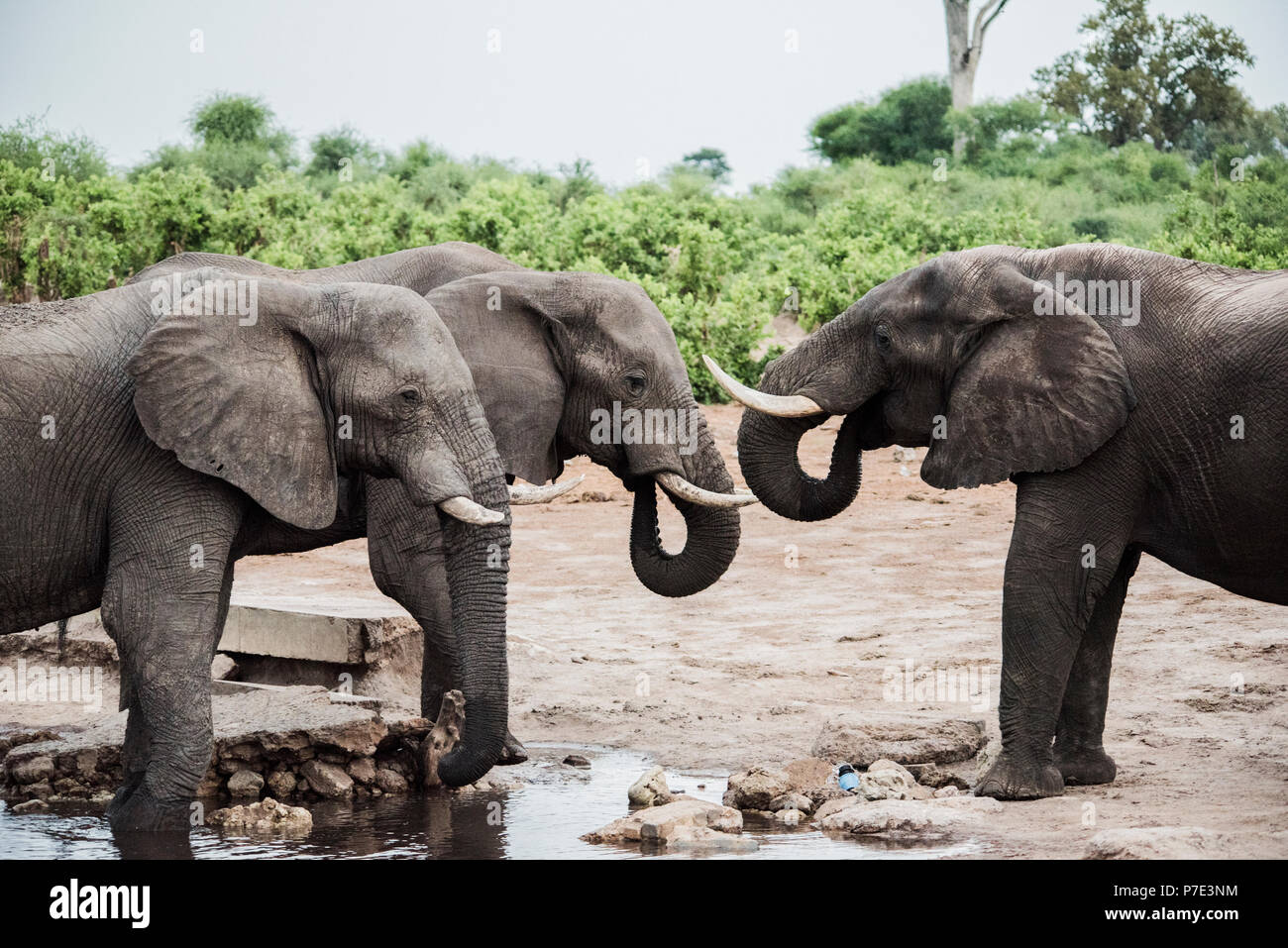Kleine Gruppe von Elefanten, auf dem Weg zum Okavango Delta, Botswana Stockfoto