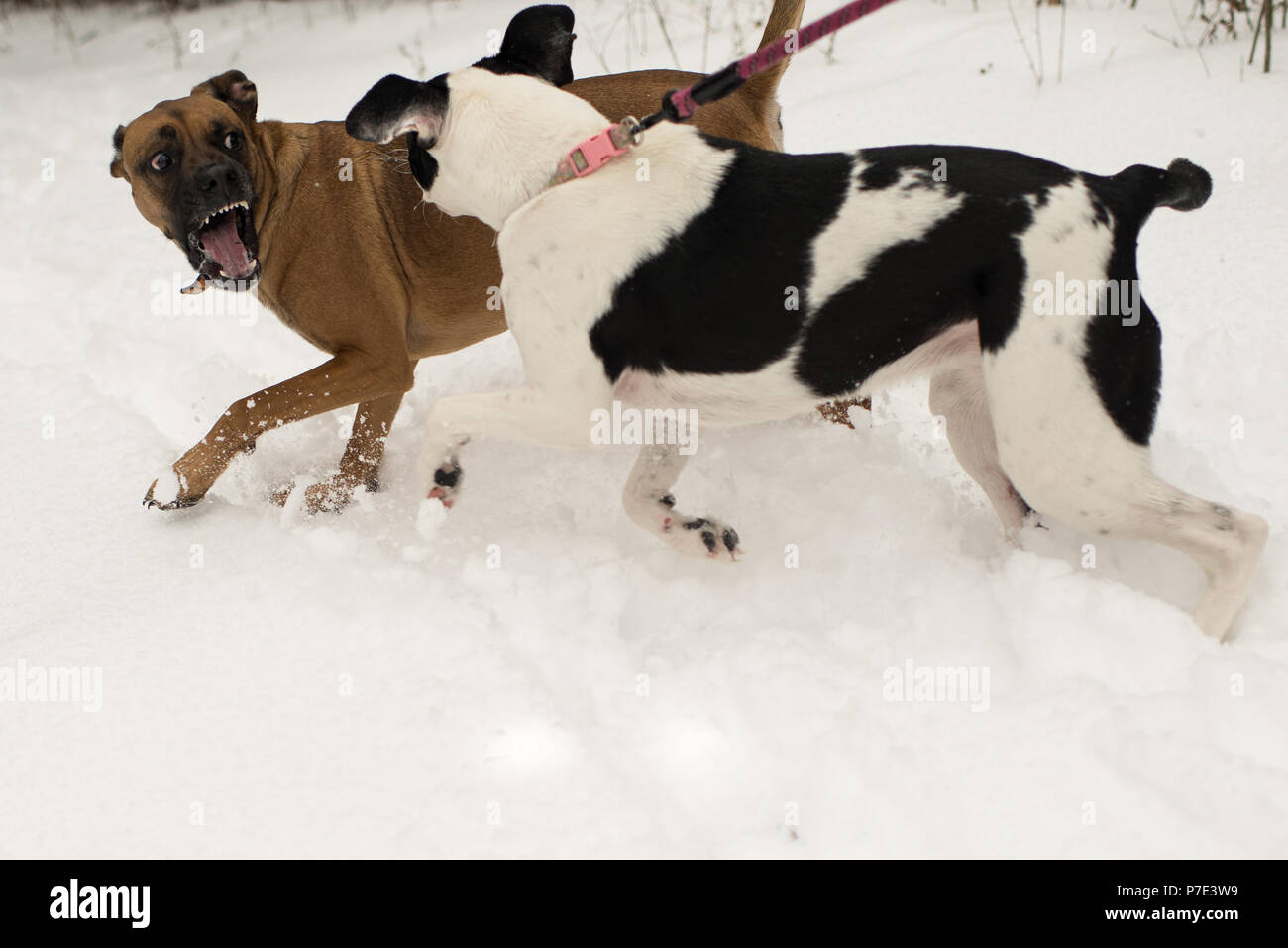 Hund knurrend an Hund an der Leine im Schnee Stockfoto