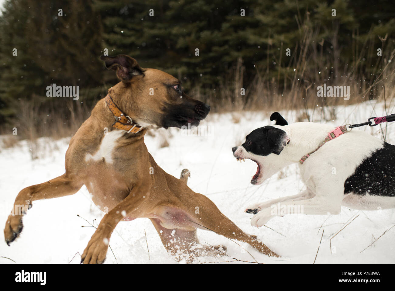 Hund läuft weg von aggressiven Hund an der Leine im Schnee Stockfoto
