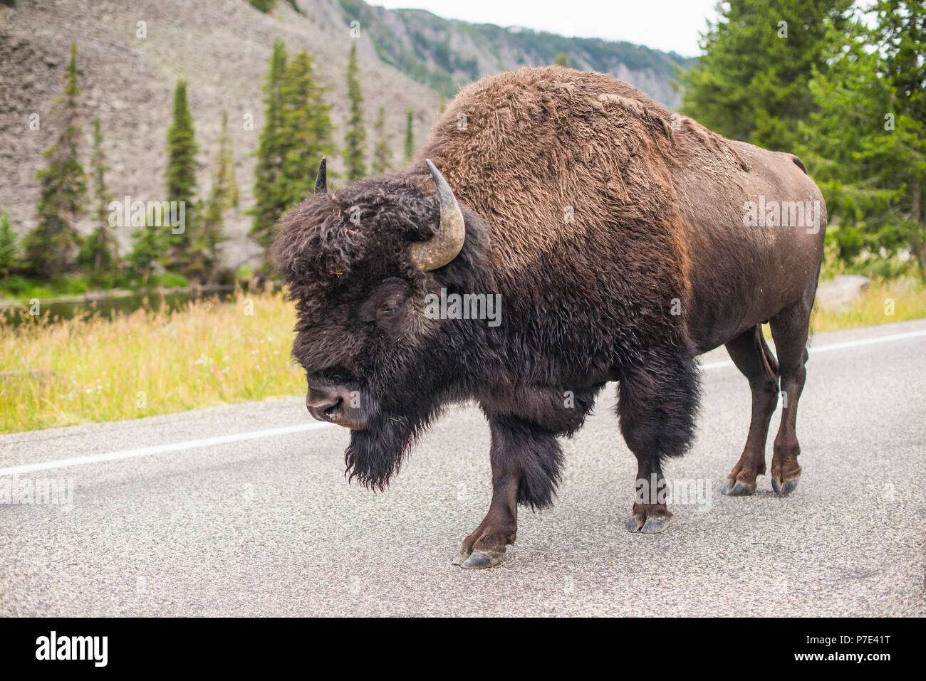 Bison zu Fuß auf der Straße, Yellowstone National Park, Wyoming, USA Stockfoto