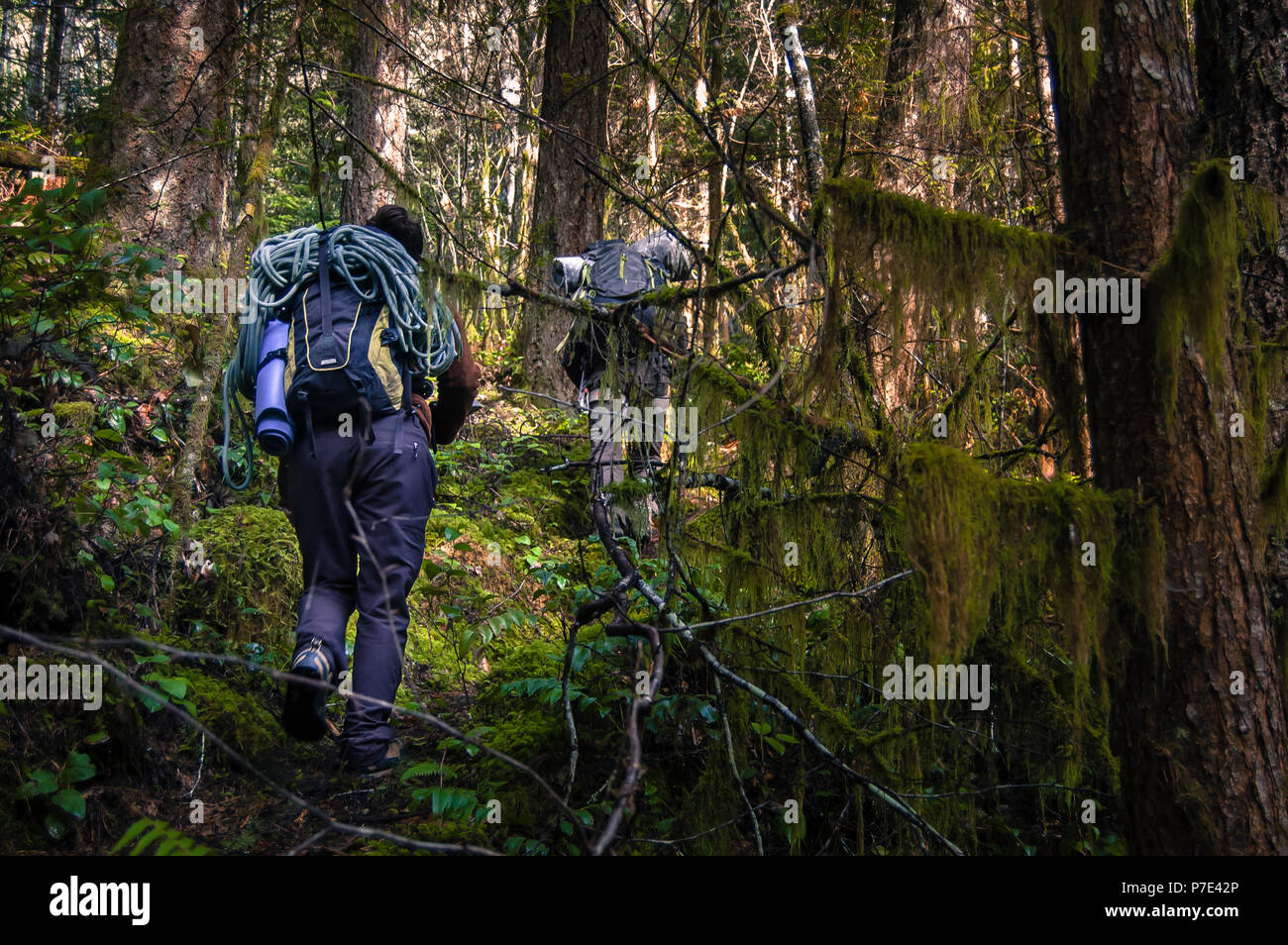 Ansicht der Rückseite des Wanderer in Wald, Squamish, Kanada Stockfoto