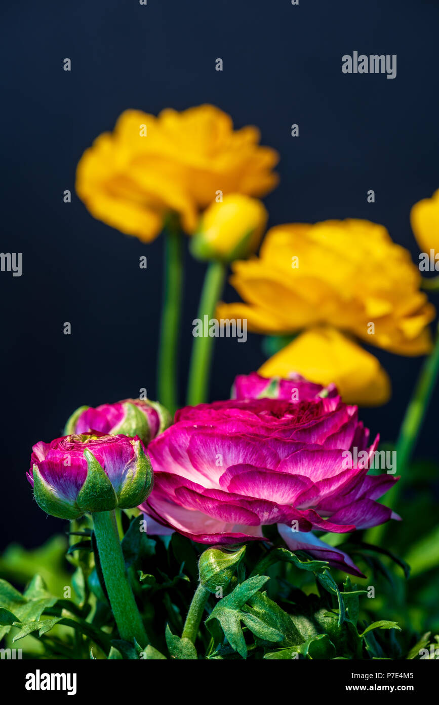 Detaillierte Kunst Stillleben Farbe Makro Blume Vorderansicht Porträt einer lila und gelb blühende buttercup Blüten mit Knospen und Blätter auf Schwarz Stockfoto