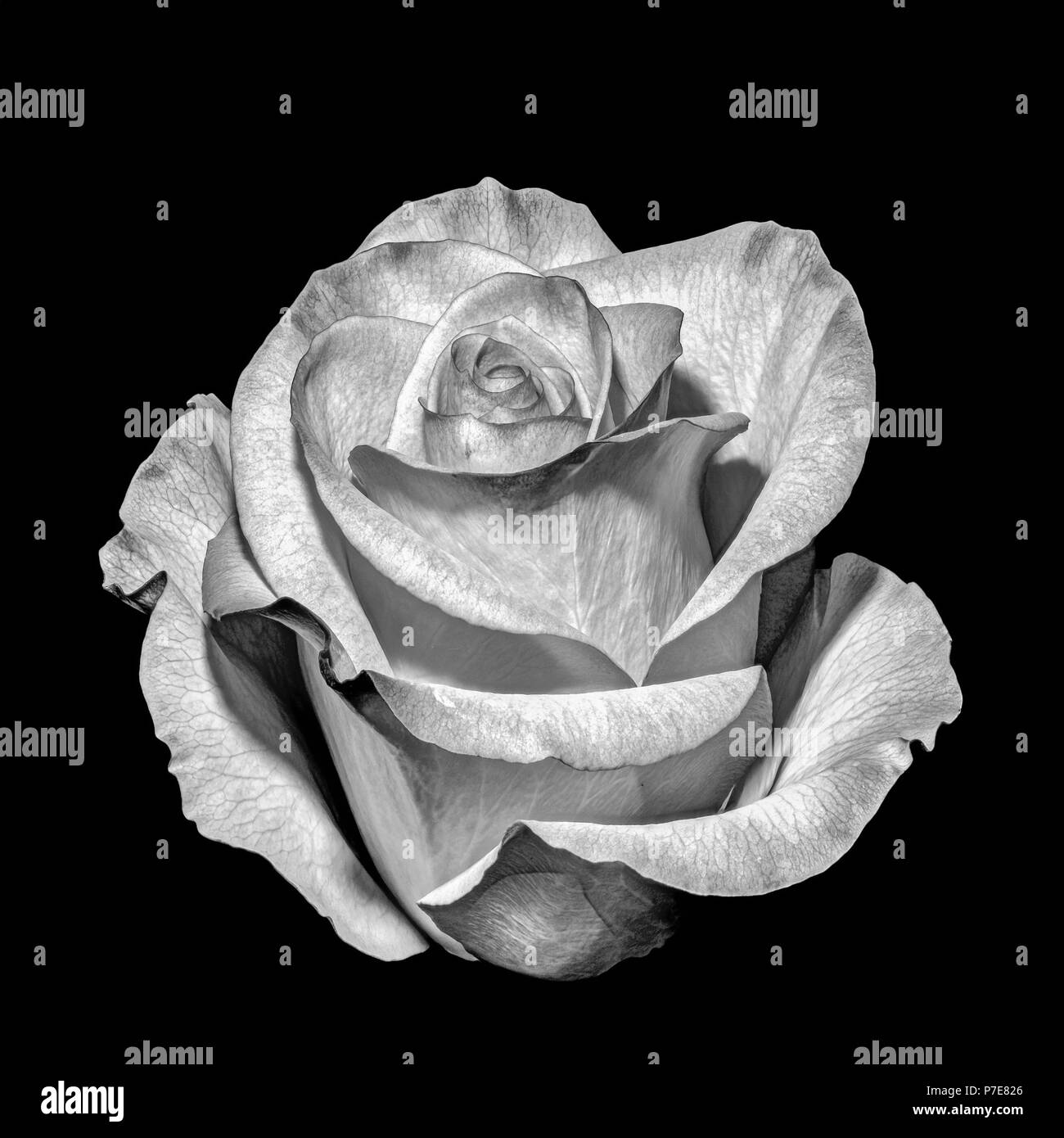Fine Art Stilleben monochrom Blumen Makro Blume Porträt einer isolierten blühende Rose Blüte in Vintage still life Malweise auf Schwarz Stockfoto