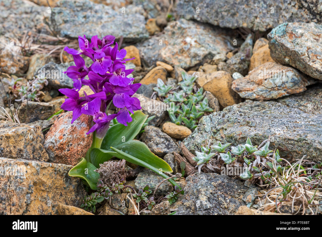 Früh - purple orchid (Orchis mascula) in Blüte, Scharf von Hamar, Unst, Shetlandinseln, Schottland, Großbritannien Stockfoto