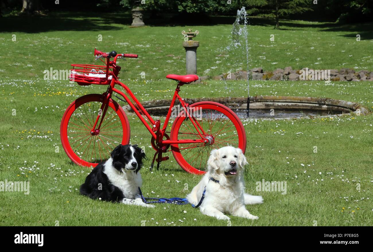 Golden Retriever und Border Collie vor dem roten Fahrrad Stockfoto