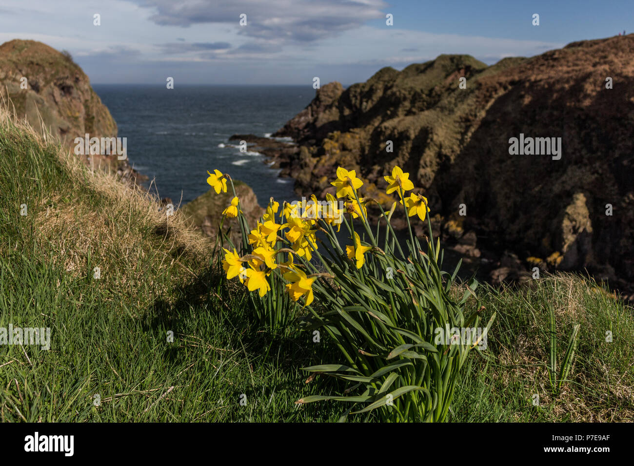 Narzissen in der Blüte am Bullers von Buchannear Cruden Bay, Aberdeenshire, Schottland, Großbritannien Stockfoto