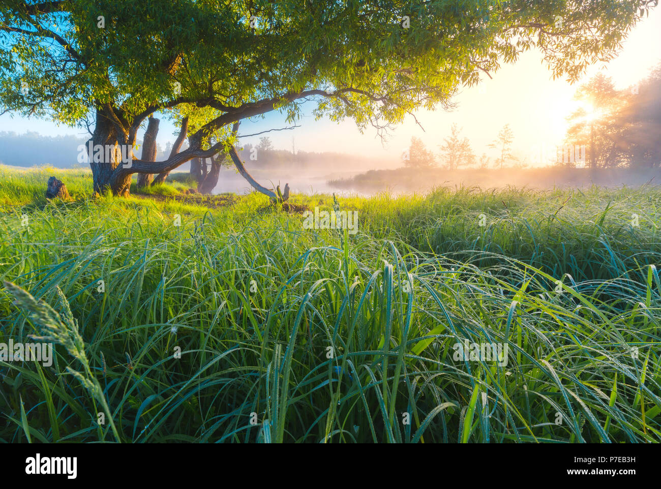 Sommer Landschaft. Grüne Gras mit Tautropfen auf Vorder- und Sonnenlicht für den Hintergrund. Szene Sommer. Stockfoto