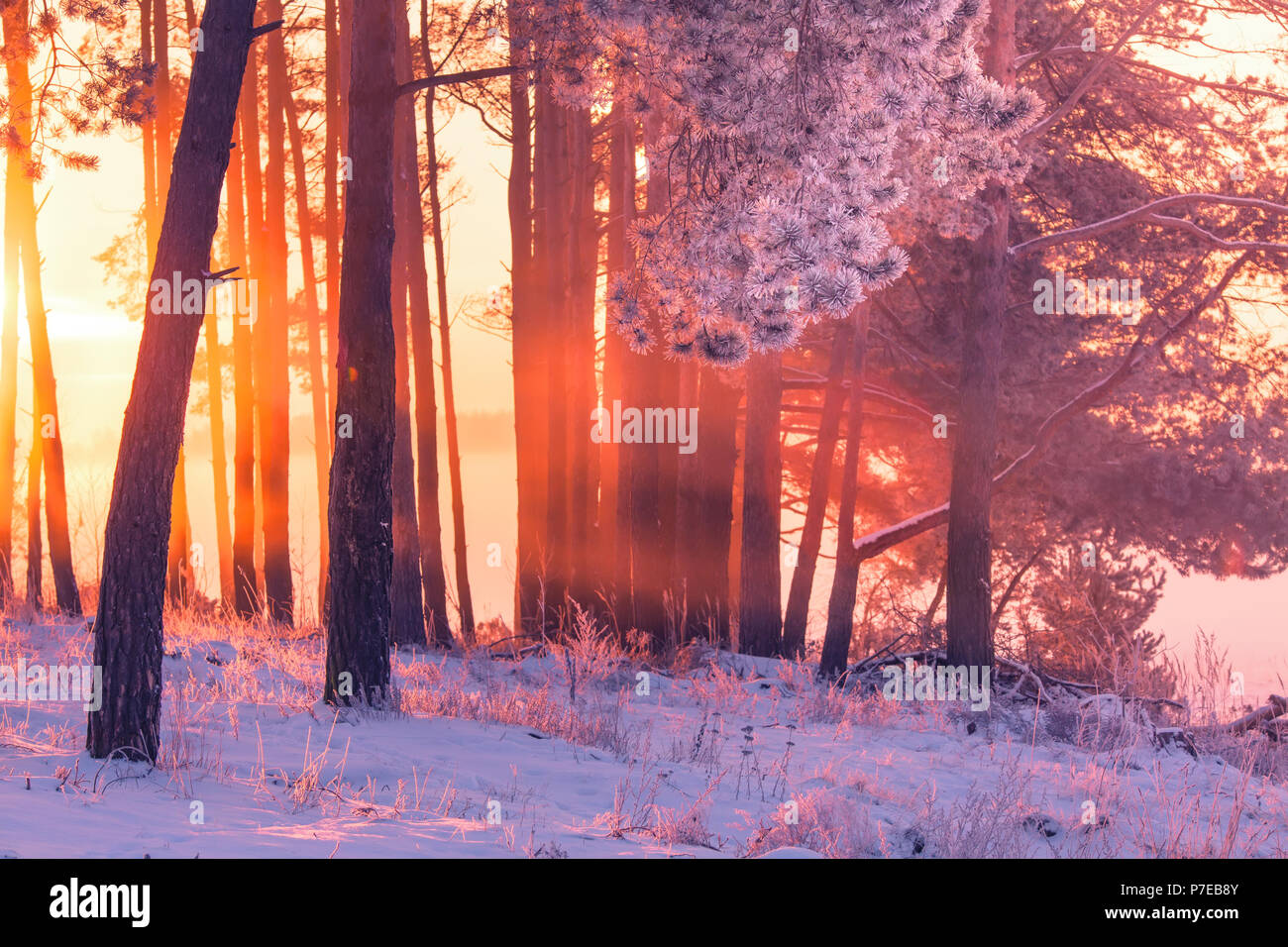 Weihnachten Hintergrund. Schöne Winterlandschaft. Eisige Bäume mit Raureif im Sonnenlicht. Stockfoto