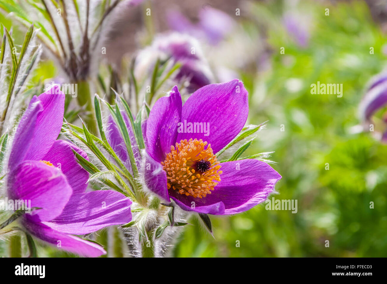 Pasque flower, Pulsatilla vulgaris, zu den Butchart Gardens in Victoria, British Columbia, Kanada. Stockfoto