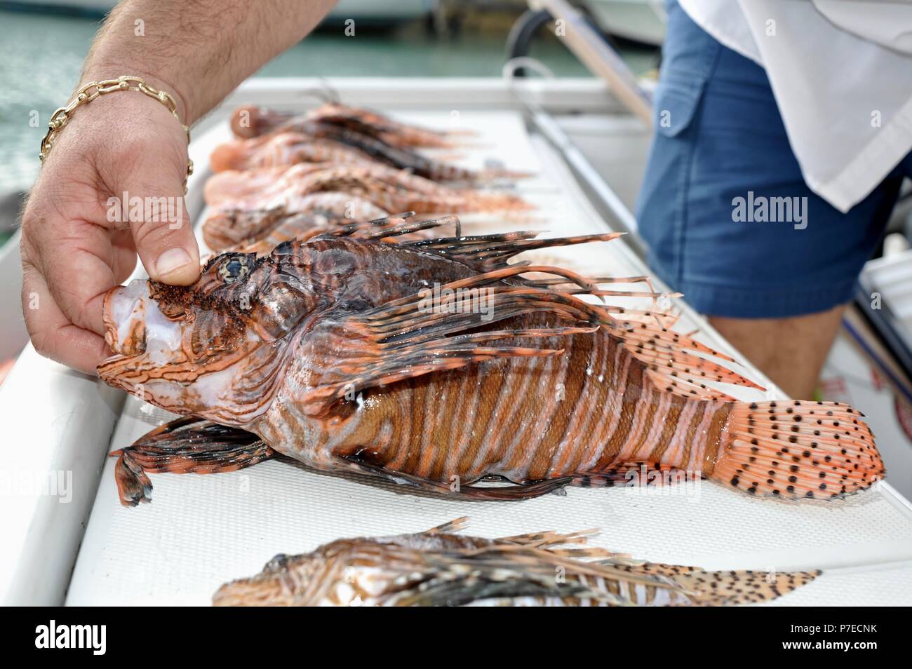Fischer Verrunden einer invasiven Feuerfische, dass er Speer gefangen, an seinem castaways Restaurant, Marathon, Florida Keys, USA zu dienen Stockfoto