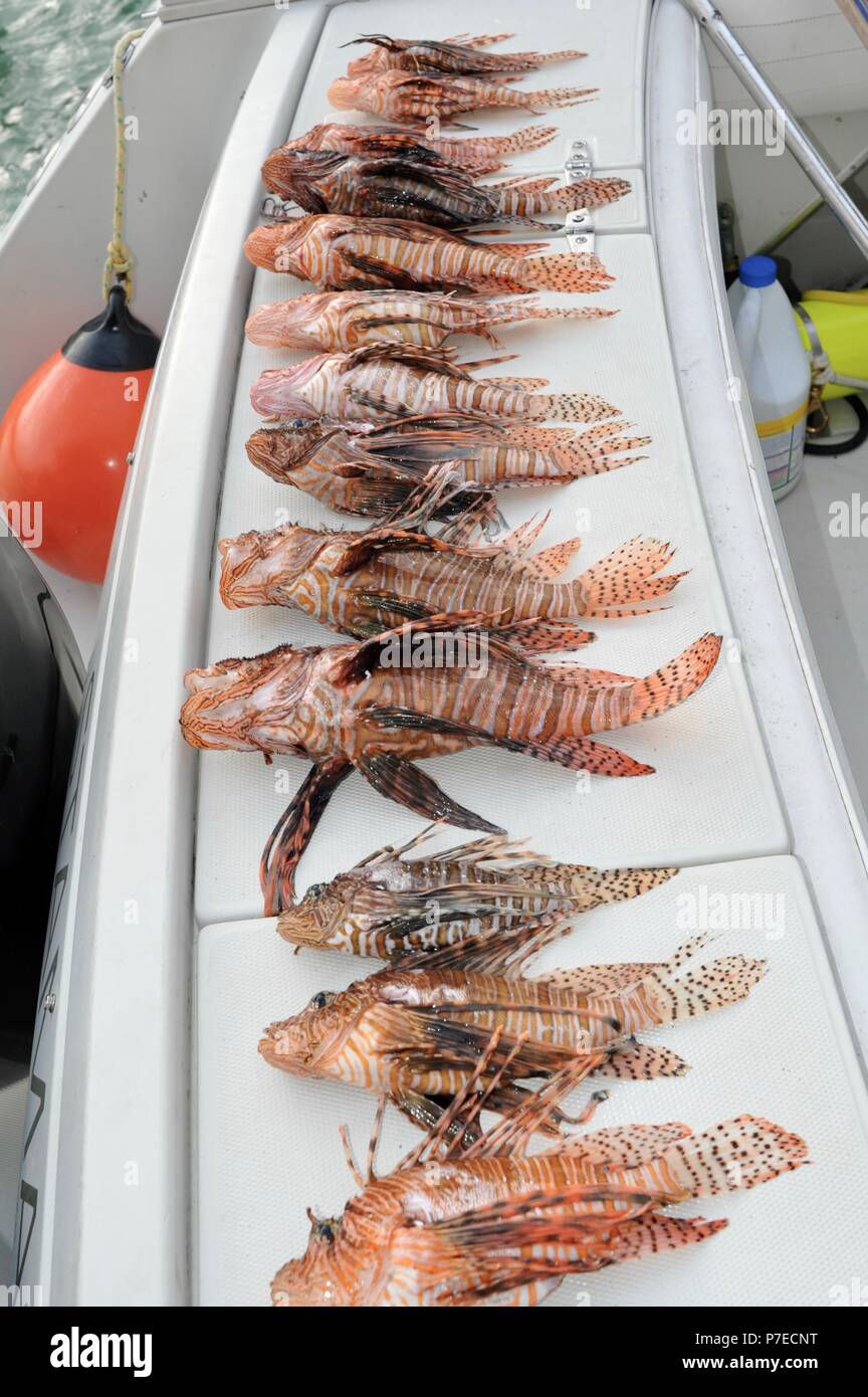 Frisch gefangen mit einem Speer in Salzwasser, invasive Rotfeuerfische auf Deck, Feuerfische sind ein großes Problem für einheimische Fische reef Arten, Marathon Key, Florida, USA Stockfoto