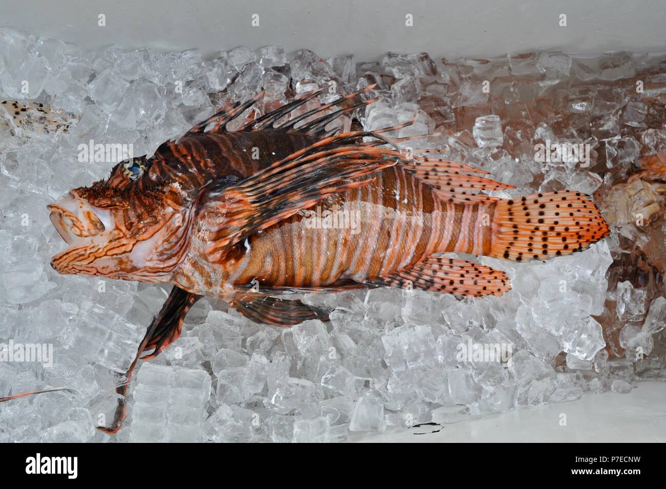 Frisch gefangen mit einem Speer in Salzwasser, invasive Rotfeuerfische auf Eis, Feuerfische sind ein großes Problem für einheimische Fische reef Arten, Marathon Key, Florida, USA Stockfoto