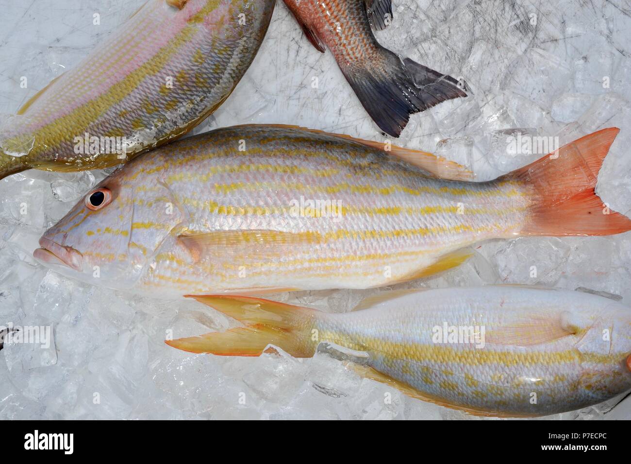 Frisch gefangen, Salzwasser Yellow Tail und red snapper Fisch auf Eis, Marathon Key, Florida, USA Stockfoto