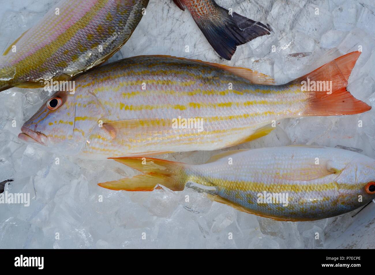 Frisch gefangen, Salzwasser Yellow Tail und red snapper Fisch auf Eis, Marathon Key, Florida, USA Stockfoto