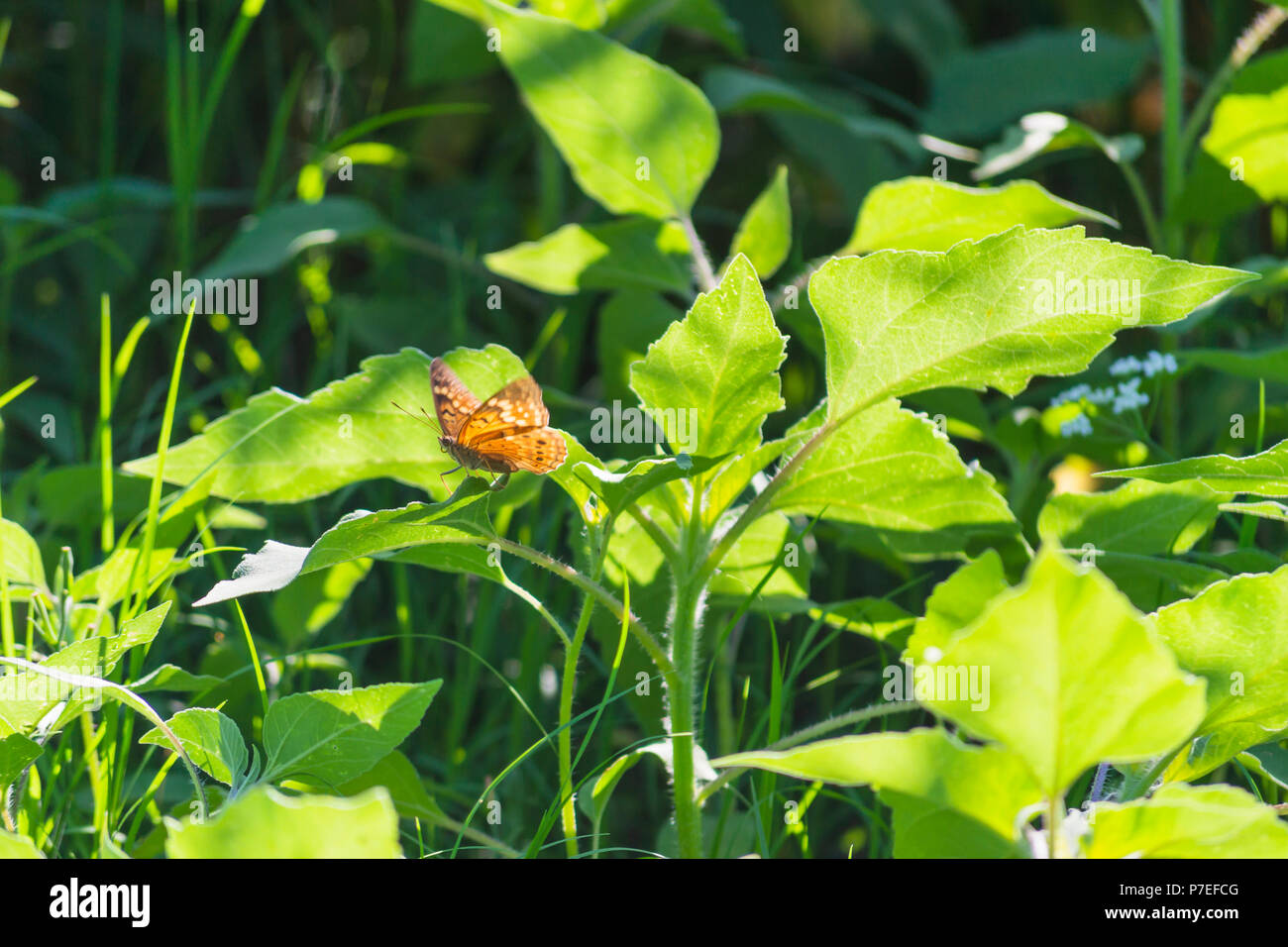 Dieses schöne Schmetterling innerhalb der Grünen erfasst Stockfoto