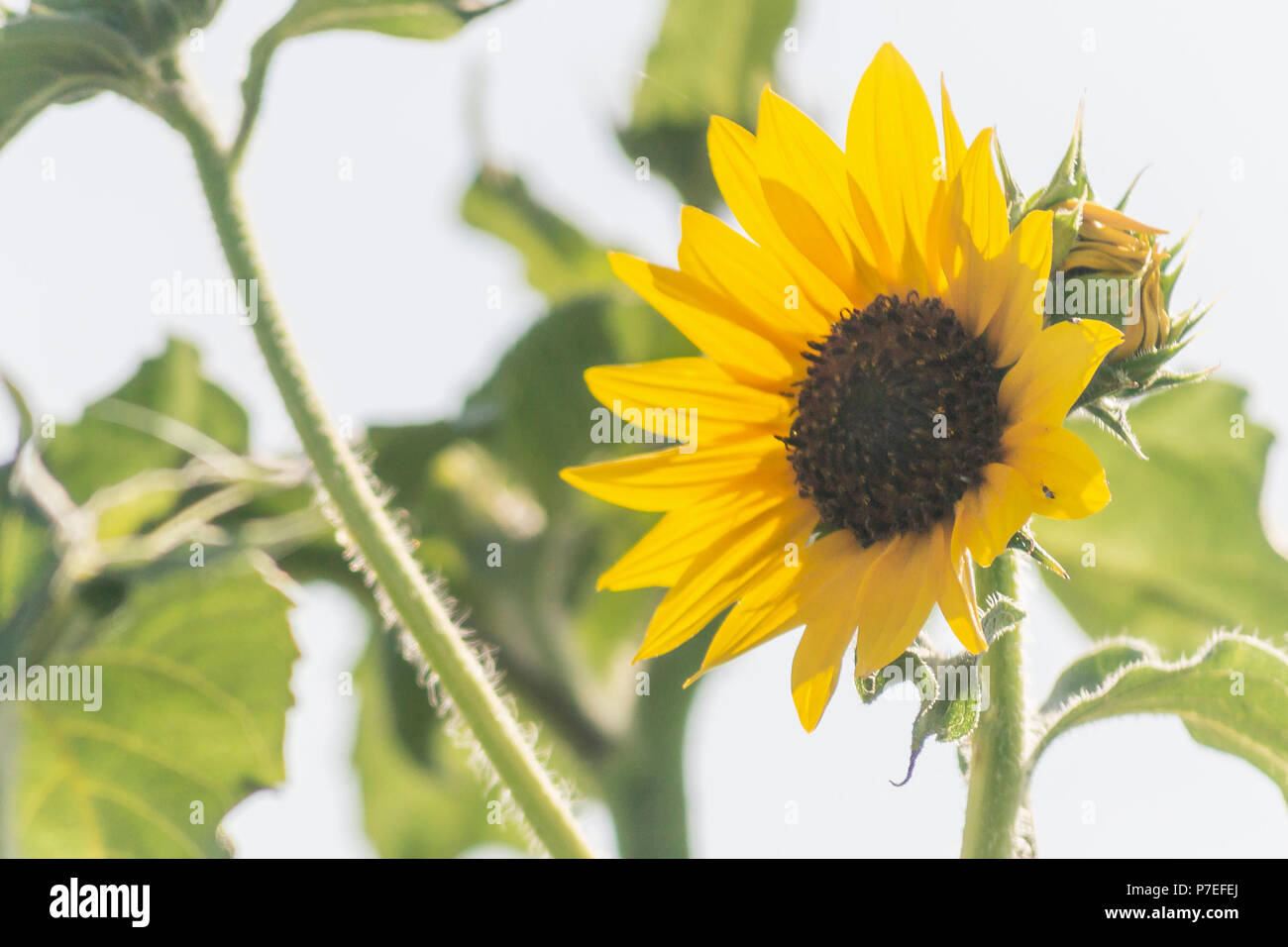 Sonnenblumen nur glücklich machen Stockfoto