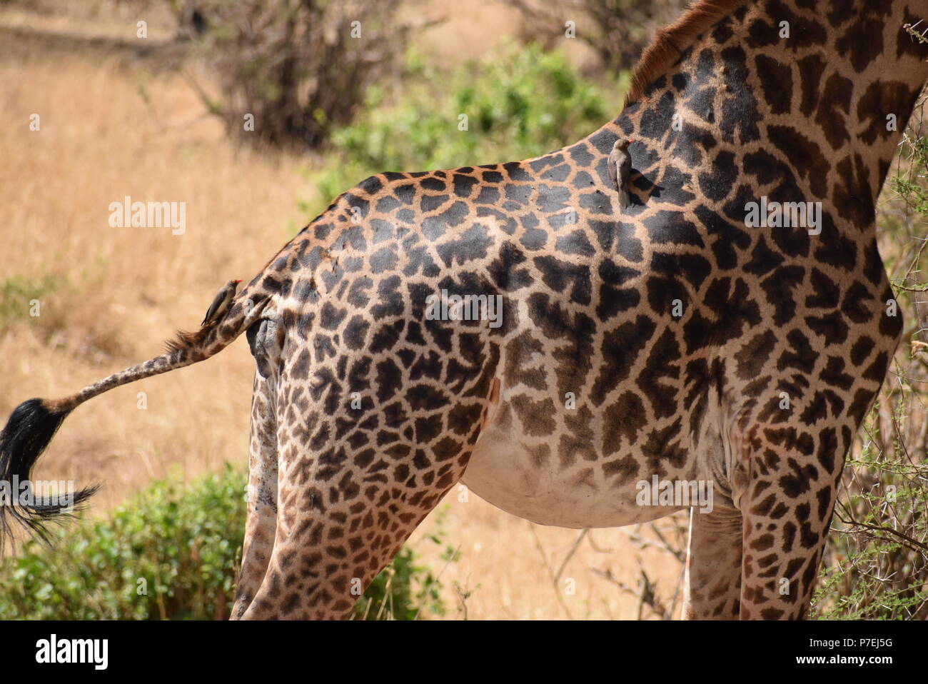 Vogel und Giraffe Symbiose Stockfoto