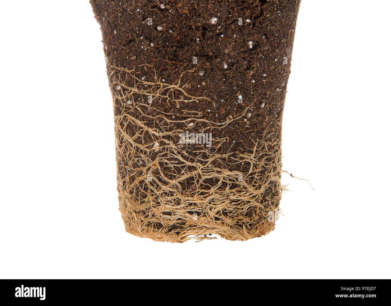 Nahaufnahme auf Rootbound Pflanze aus Topf isoliert auf weißem gezogen.  Wurzel gebunden bezieht sich auf Pflanzen Wurzeln wachsen rund und rund die  Pot, der stoppt Wachstum Stockfotografie - Alamy