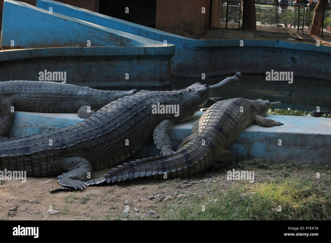 Krokodile in Jaipur Zoo Stockfoto