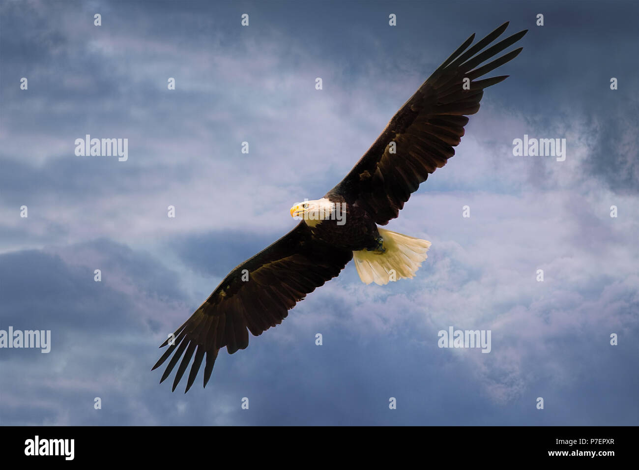 American Eagle fliegen über dramatische Himmel mit offenen Flügeln. Stockfoto