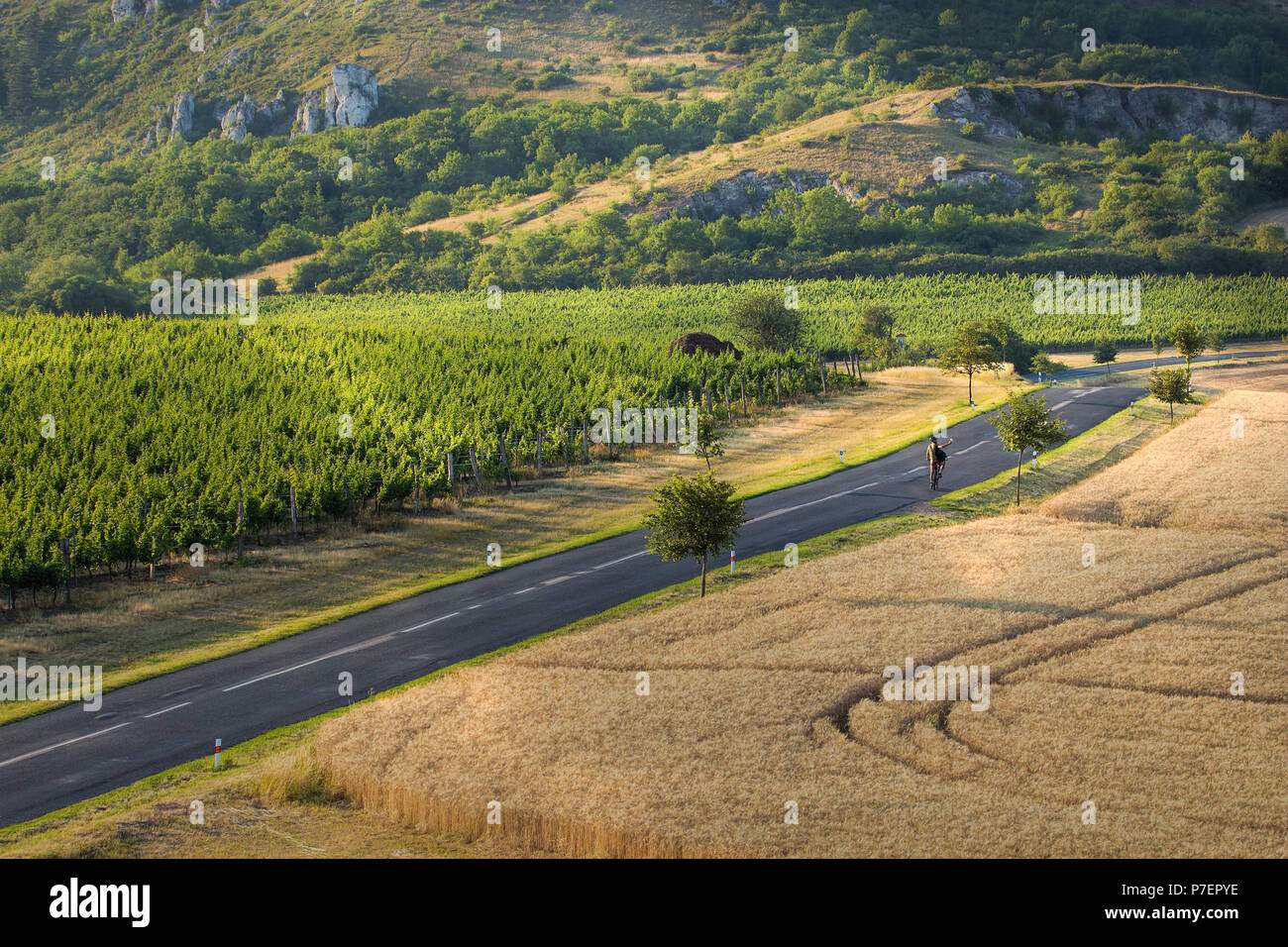 Südmähren Landschaft, Gebiet namens Palava oder tschechischen und mährischen Toskana mit Landstraße und Weinberg. Stockfoto