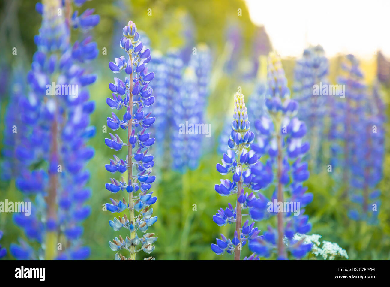 Sally-Blüte am Waldrand hautnah Stockfoto Sally-Blüte am Waldrand hautnah Stockfoto