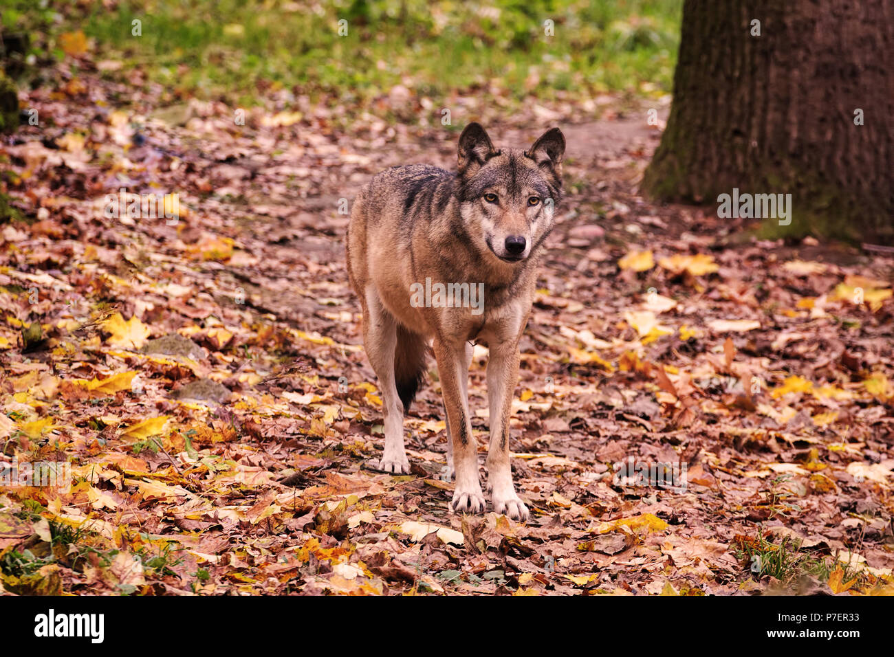 Wolf im Herbst Wald, Wildnis Stockfoto