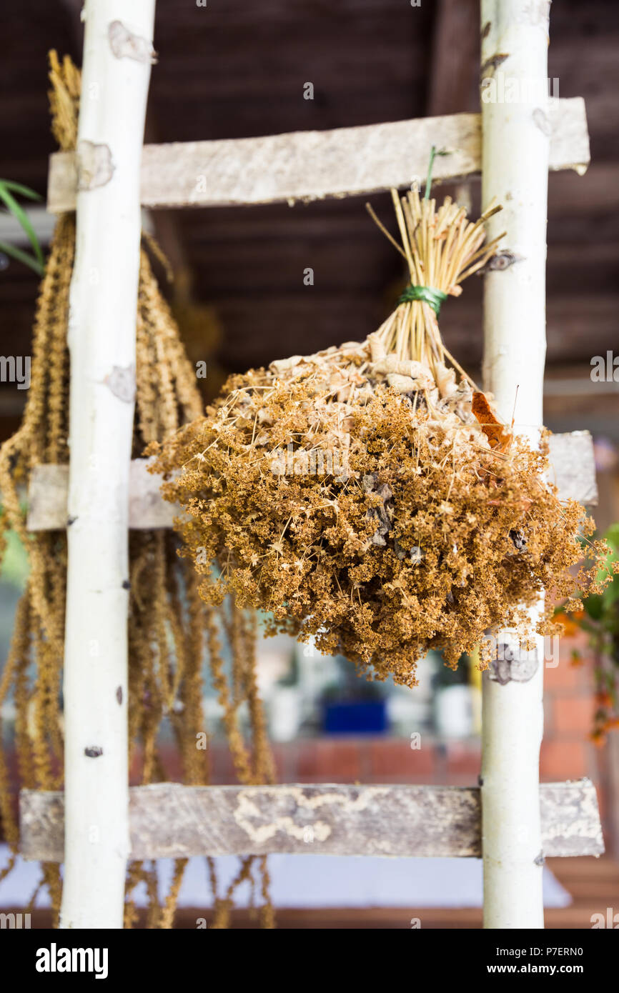 Hausgemachte getrocknet Garten Blumensträuße auf Birke Leiter Stockfoto