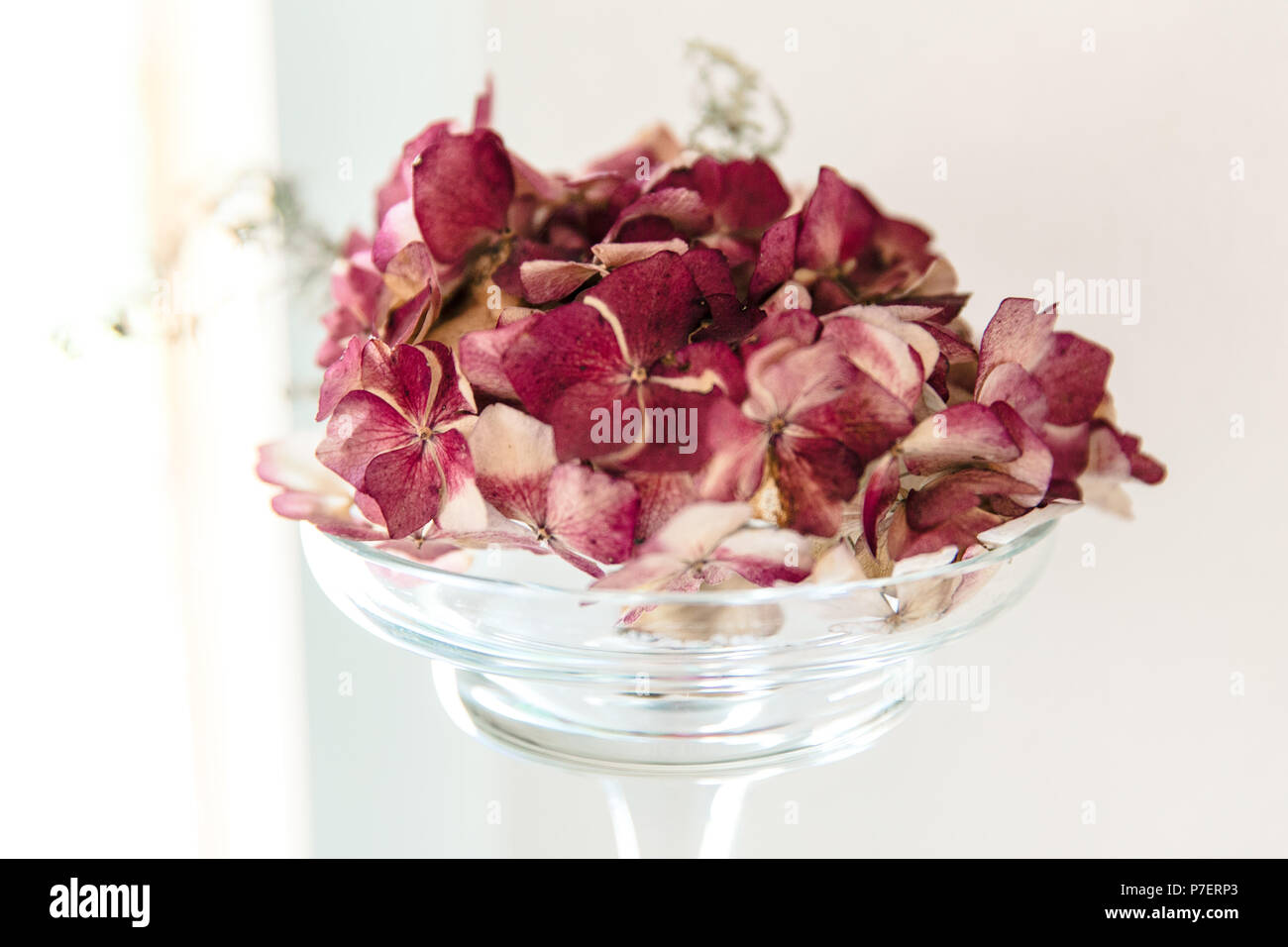 Getrocknete Burgund Hortensienblüten in Glasvase Inneneinrichtung Stockfoto